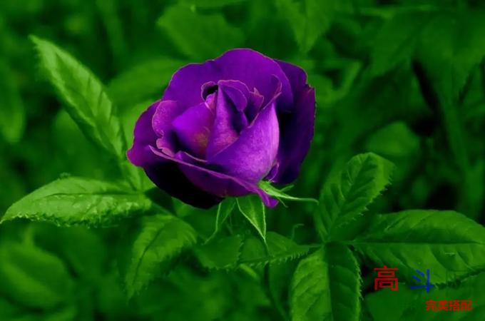 送哪些花可以求复合？