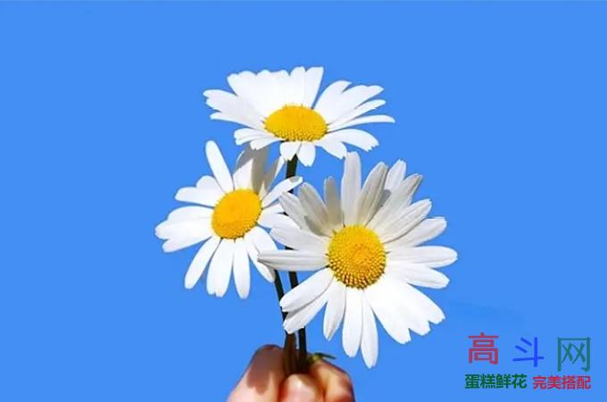 献给老师的鲜花有什么？